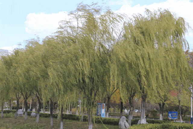 石家莊限行尾號5和0_石家莊限行區域_限行