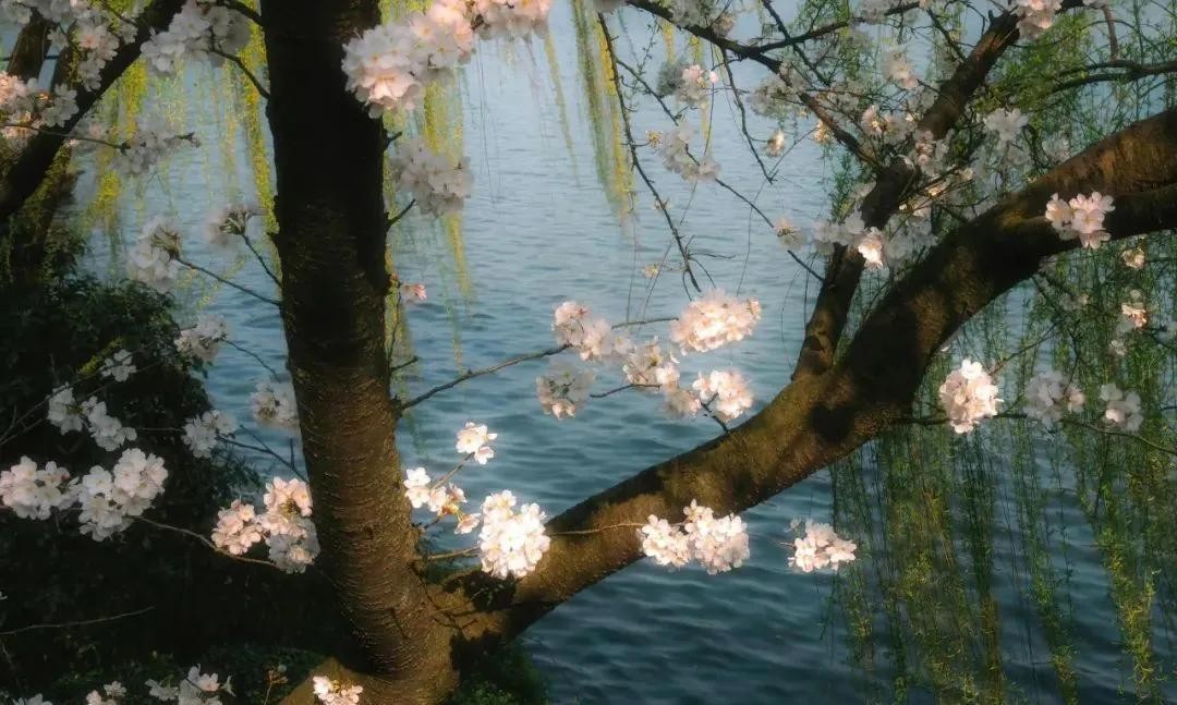 字母車(chē)牌尾號限行規則_天津2025夏季限行政策_限行